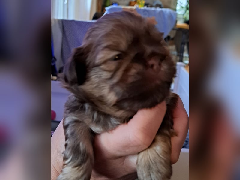 Shih tzu Welpen