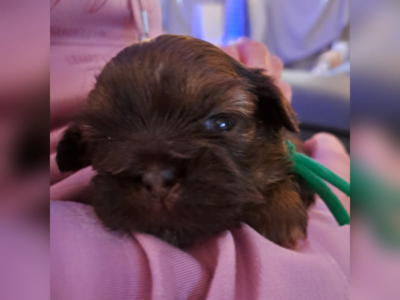 Shih tzu Welpen
