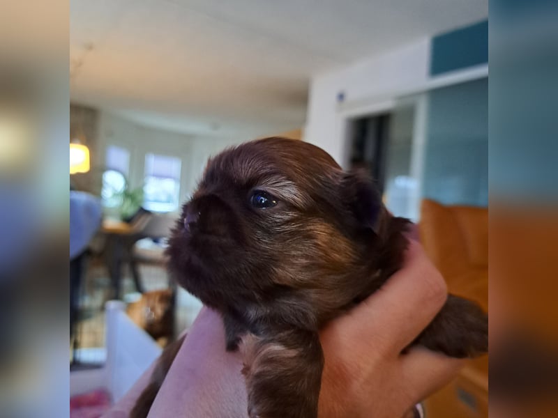 Shih tzu Welpen