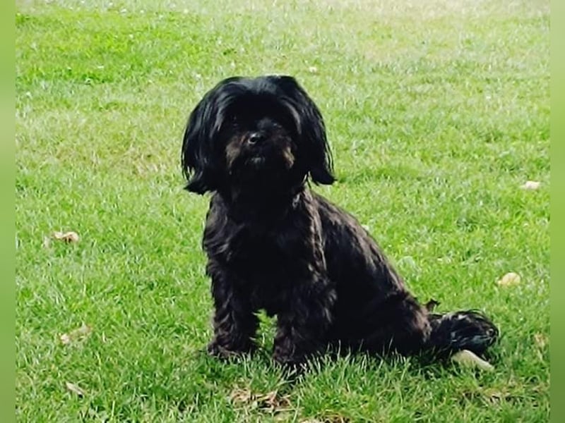 Shih tzu Mix sucht neues Zuhause