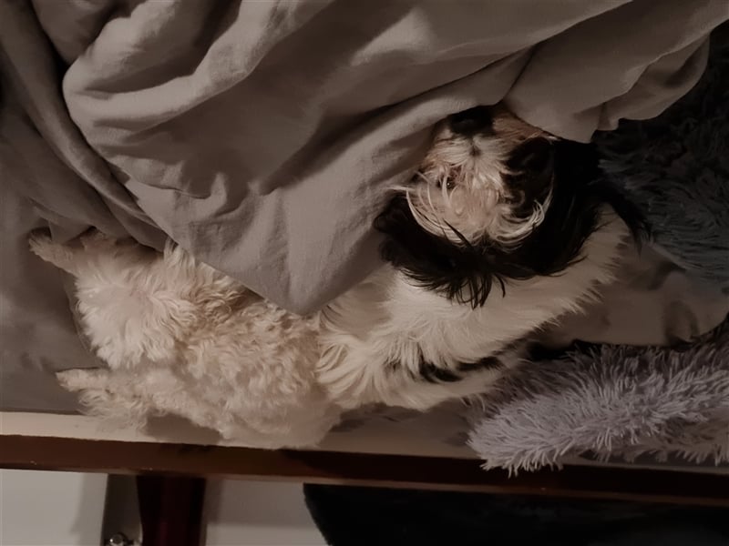 Linci