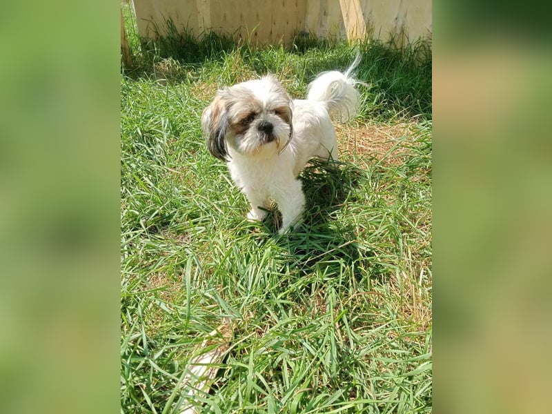 Shih Tzu Mädchen Yuki