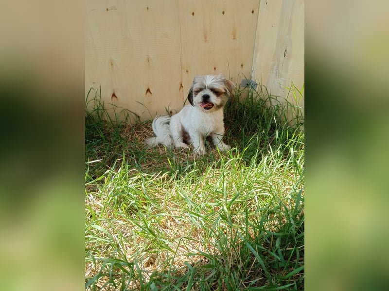 Shih Tzu Mädchen Yuki