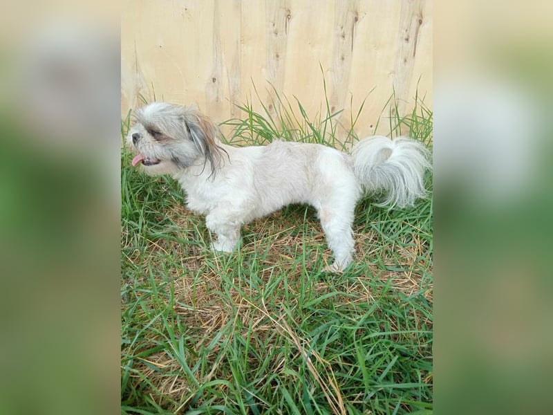 Shih Tzu Mädchen Yuki