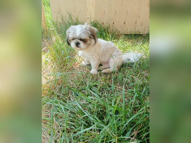 Shih Tzu Mädchen Yuki