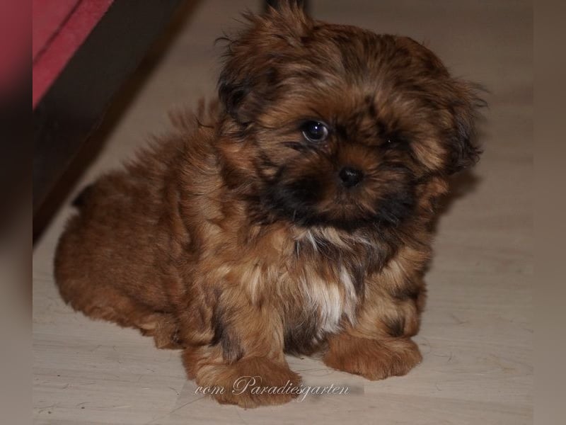 Shih Tzu Welpen aus Vereinszucht sofort zur Abgabe