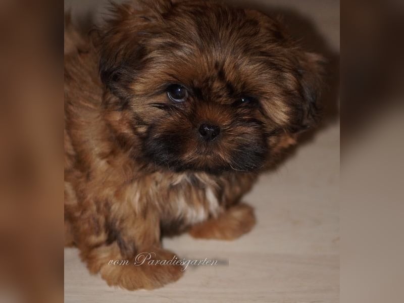 Shih Tzu Welpen/Hündin