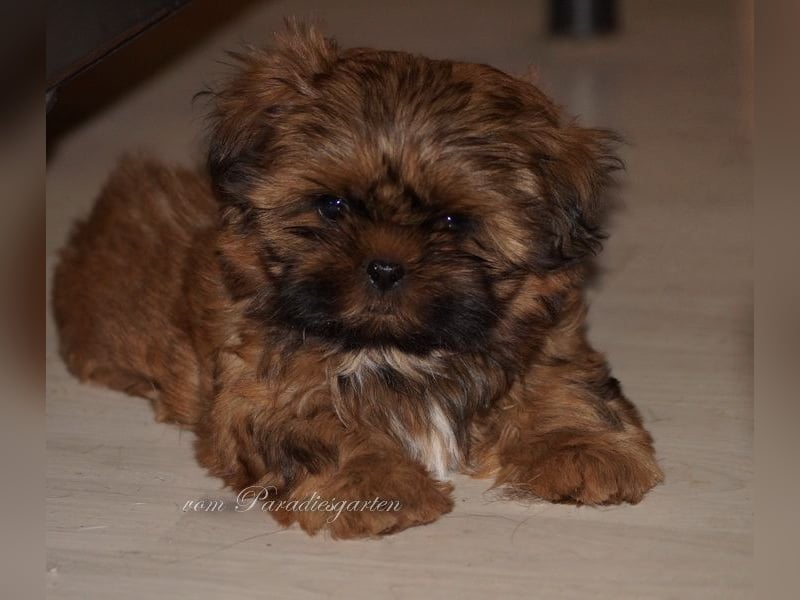 Shih Tzu Welpen aus Vereinszucht sofort zur Abgabe