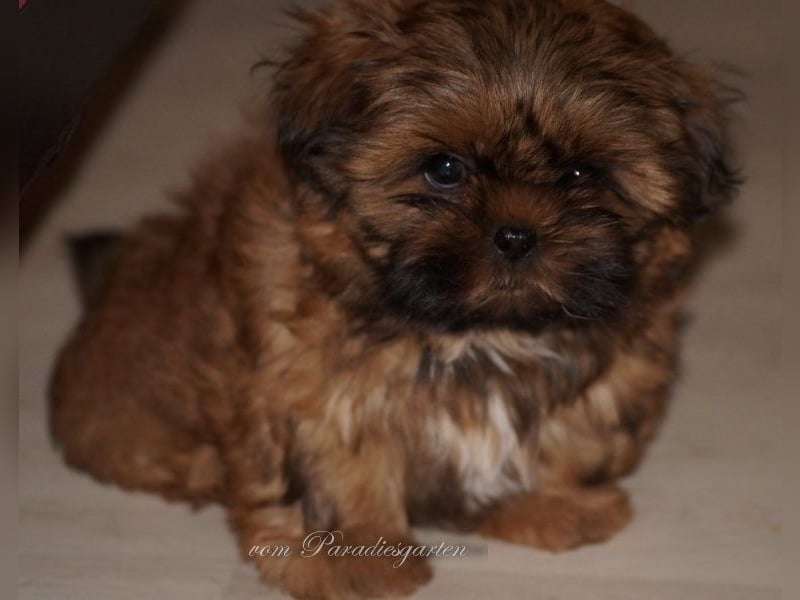 Shih Tzu Welpen aus Vereinszucht sofort zur Abgabe