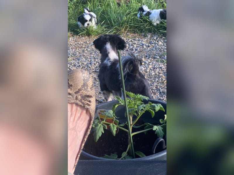 Shit Tzu Mädchen 2 Jahre alt