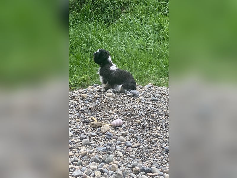 Shit Tzu Mädchen 2 Jahre alt