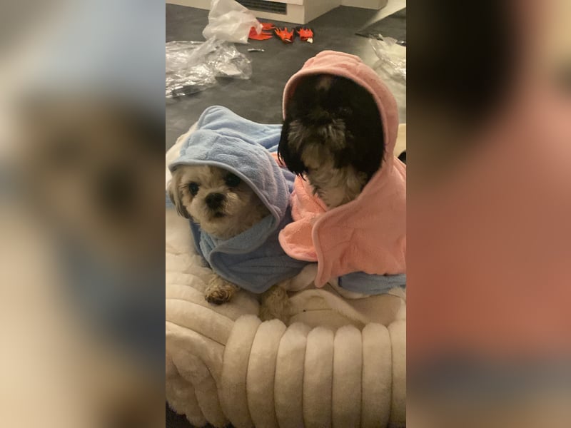 Shit Tzu Mädchen 2 Jahre alt