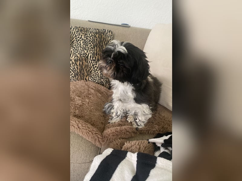 Shit Tzu Mädchen 2 Jahre alt