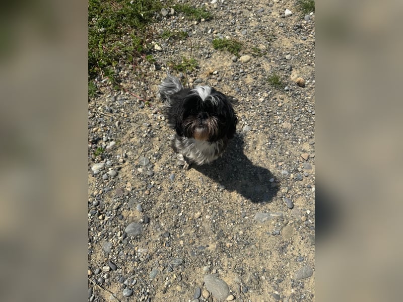 Shit Tzu Mädchen 2 Jahre alt