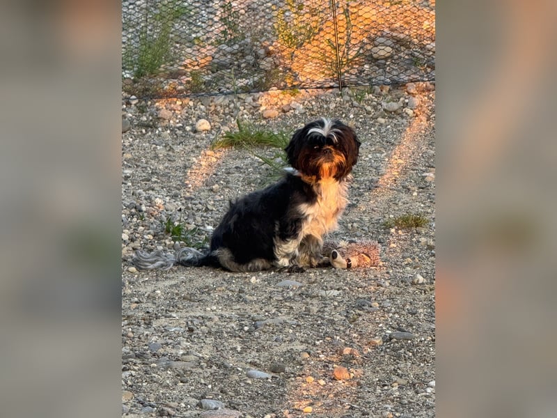Shit Tzu Mädchen 2 Jahre alt