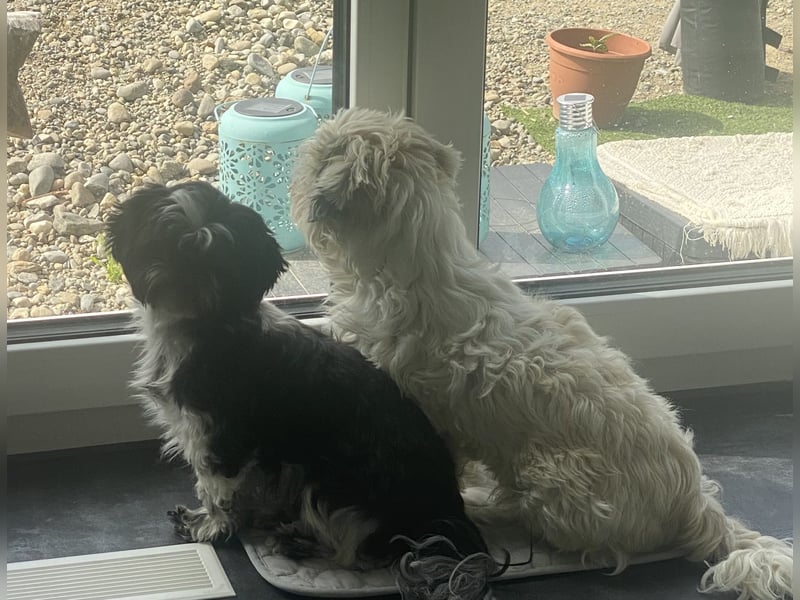 Shit Tzu Mädchen 2 Jahre alt