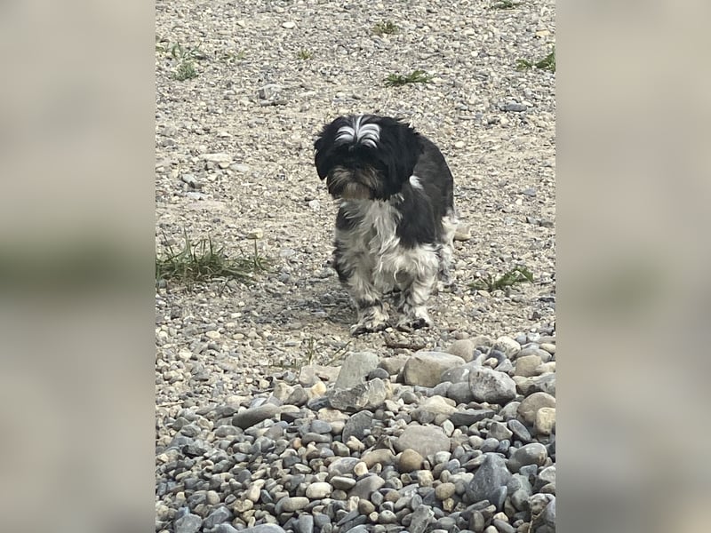 Shit Tzu Mädchen 2 Jahre alt