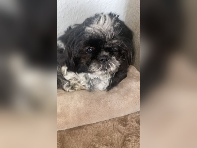 Shit Tzu Mädchen 2 Jahre alt