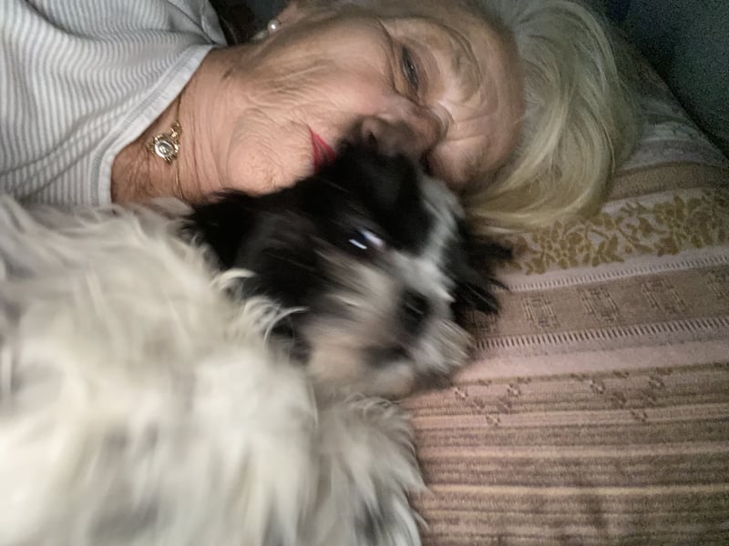 Shit Tzu Mädchen 2 Jahre alt