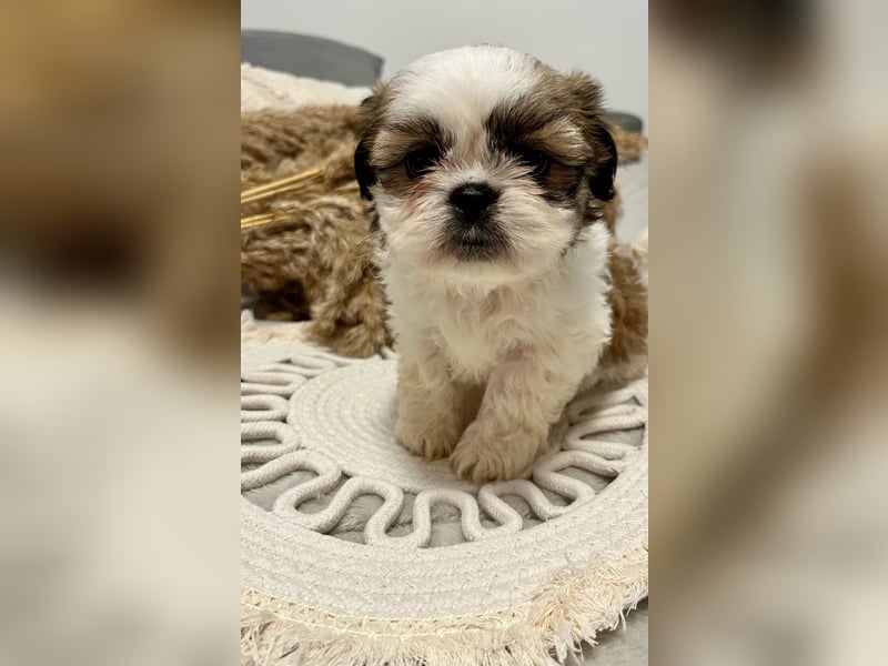Shitzu-Pekinese Welpen