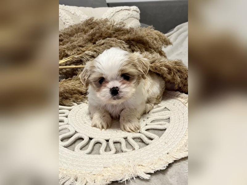 Shitzu-Pekinese Welpen