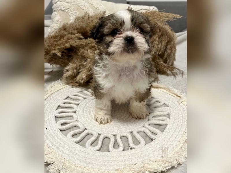 Shitzu-Pekinese Welpen