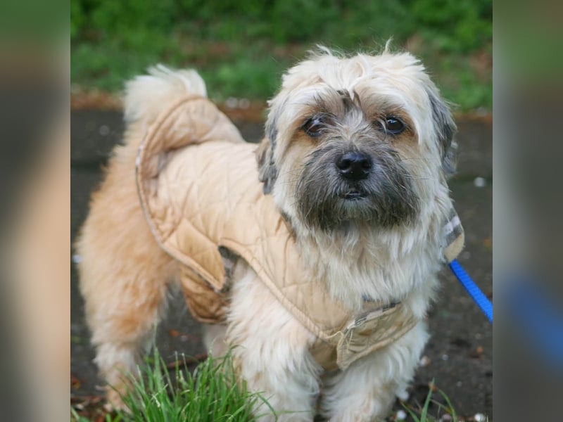 Pufi - verschmuster Wegbegleiter