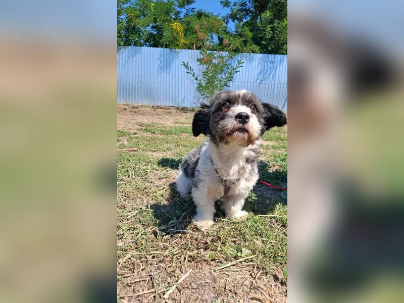 Shih-Tzu Mix Kalle