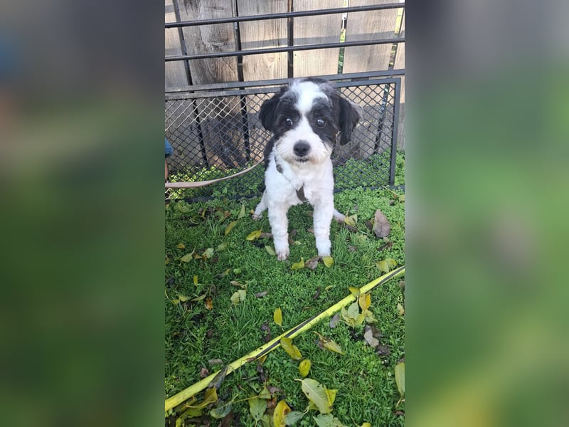 Shih-Tzu Mix 1 Jahr