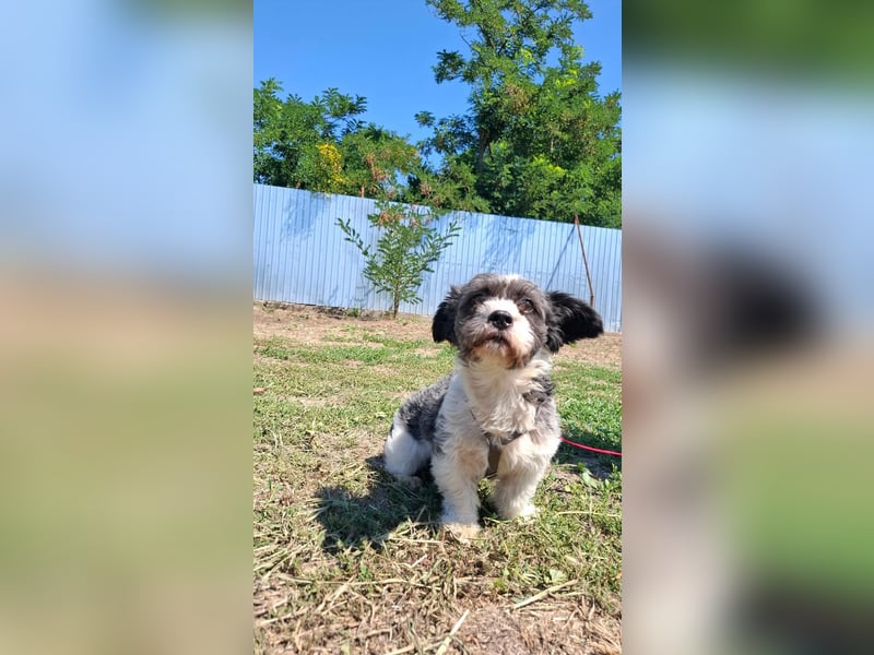 Shih-Tzu Mix Kalle