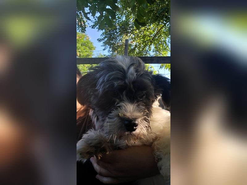 Shih-Tzu Mix Kalle