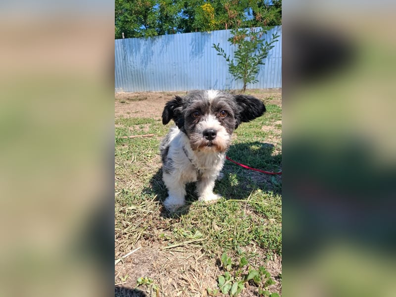 Shih-Tzu Mix Kalle