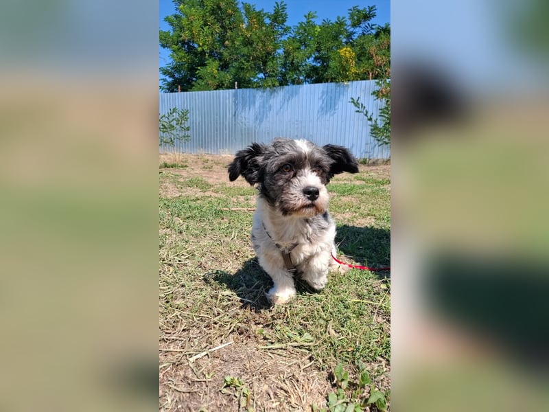 Shih-Tzu Mix Kalle