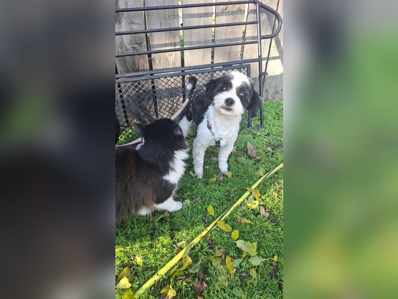 Shih-Tzu Mix 1 Jahr