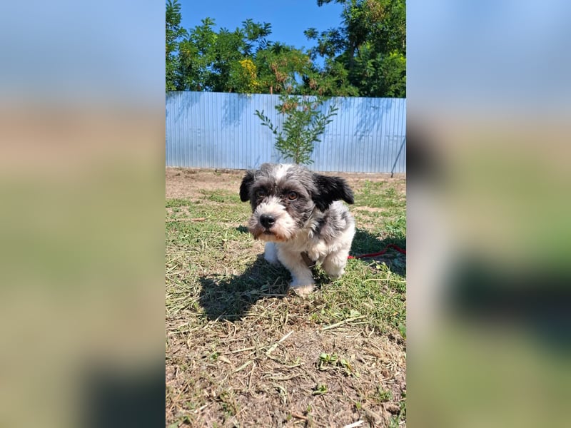 Shih-Tzu Mix Kalle