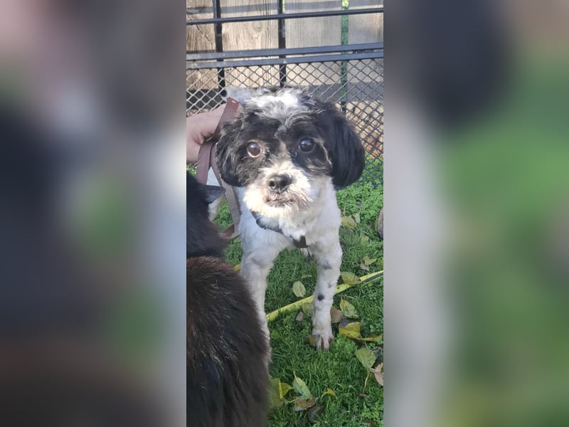 Shih Tzu Mix Rüde