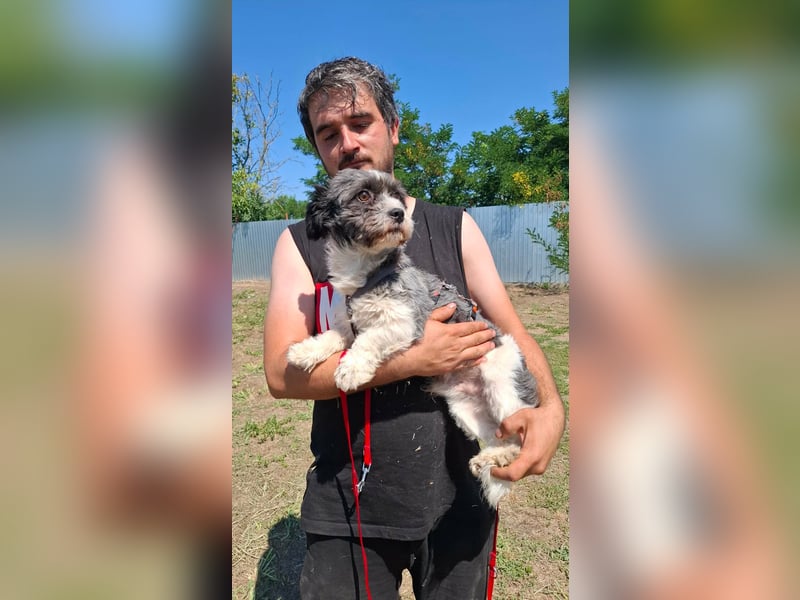 Shih-Tzu Mix Kalle