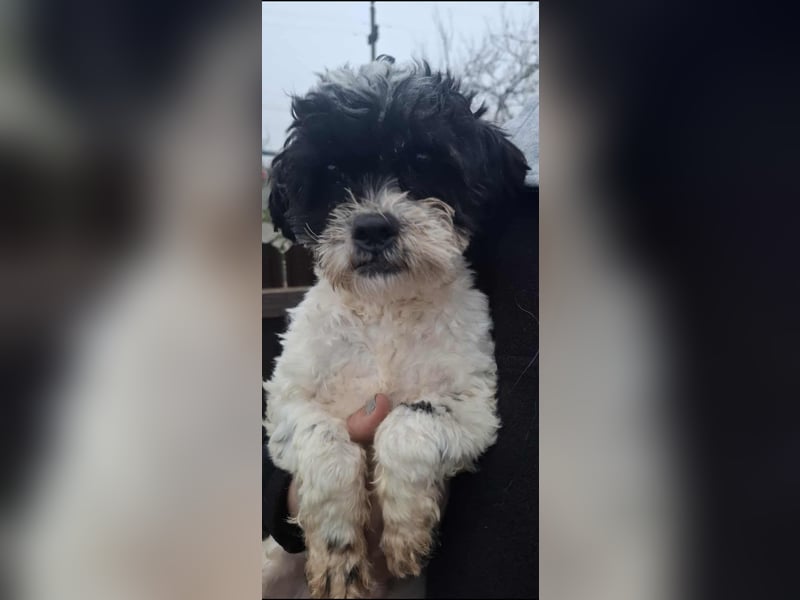 Shih Tzu Mix Rüde