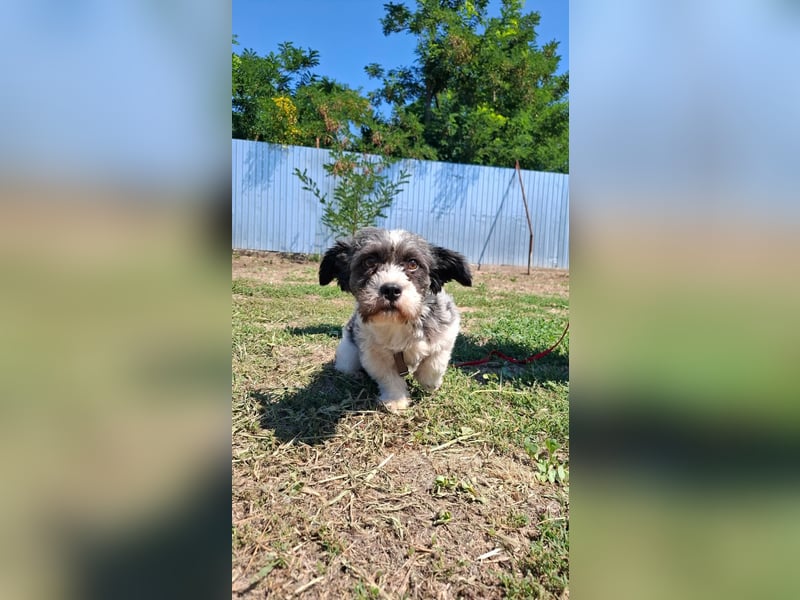 Shih-Tzu Mix Kalle