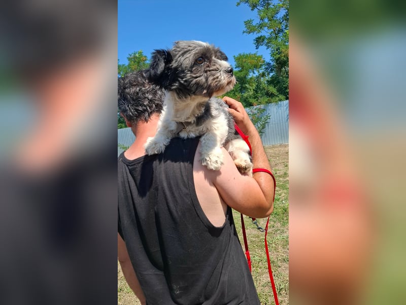 Shih-Tzu Mix Kalle