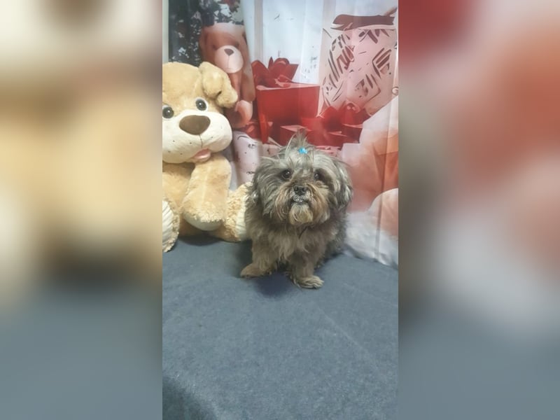 RYDER-kleiner hübscher Prinz wartet dringend auf sein liebevolles Zuhause