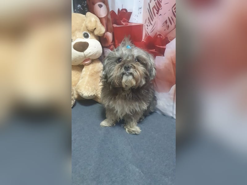 RYDER-kleiner hübscher Prinz wartet dringend auf sein liebevolles Zuhause