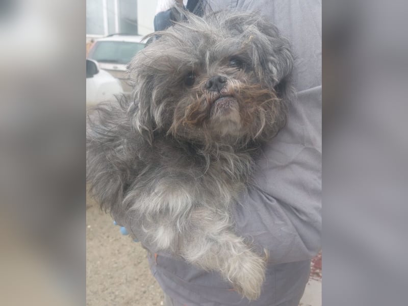 RYDER-kleiner hübscher Prinz wartet dringend auf sein liebevolles Zuhause