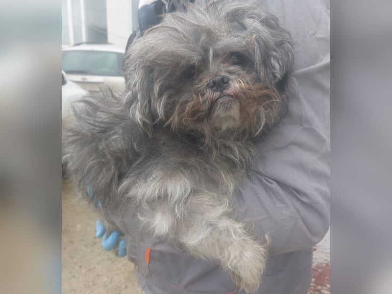 RYDER-kleiner hübscher Prinz wartet dringend auf sein liebevolles Zuhause