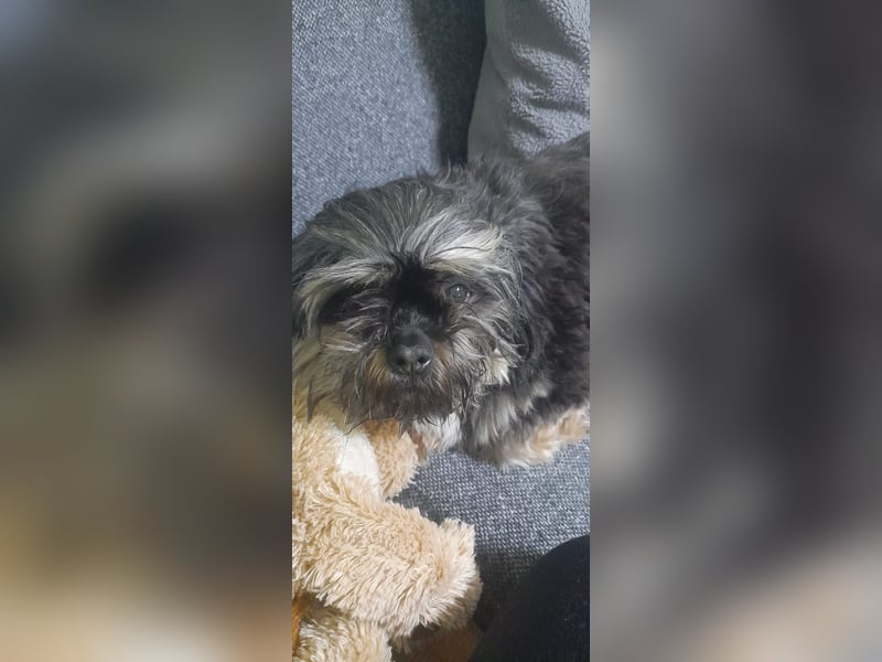 Shih Tzu-Mix BELLA wünscht sich eine Familie!