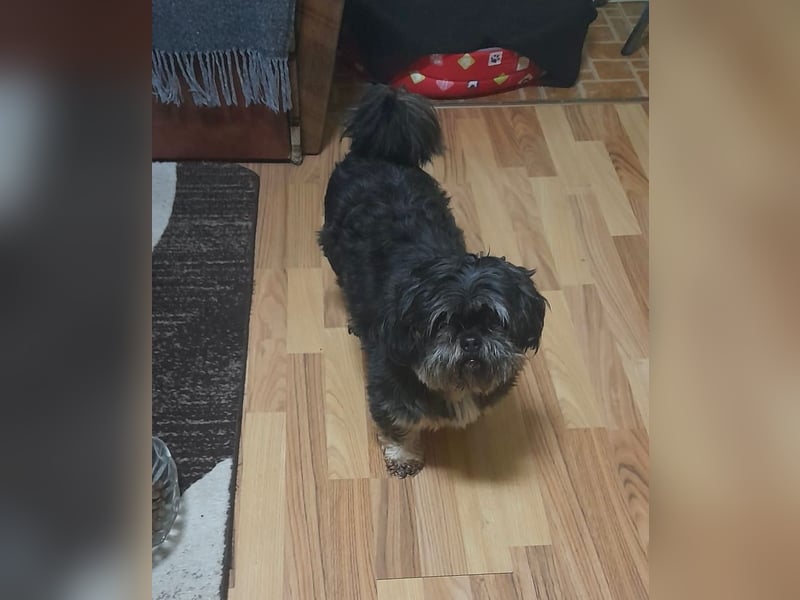 Shih Tzu-Mix BELLA wünscht sich eine Familie!