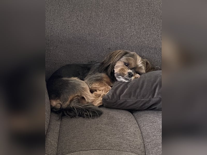 Lucky 5 Jahre sucht ein liebevolles Zuhause