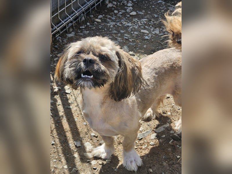 Timmy kleiner Shih-Tzu-Mischling sucht seinen Wirkungskreis