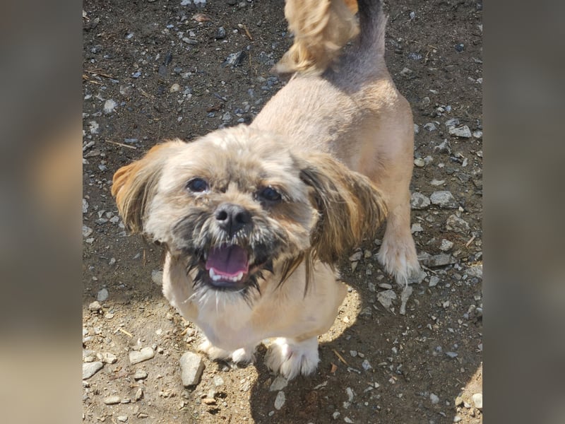 Timmy kleiner Shih-Tzu-Mischling sucht seinen Wirkungskreis