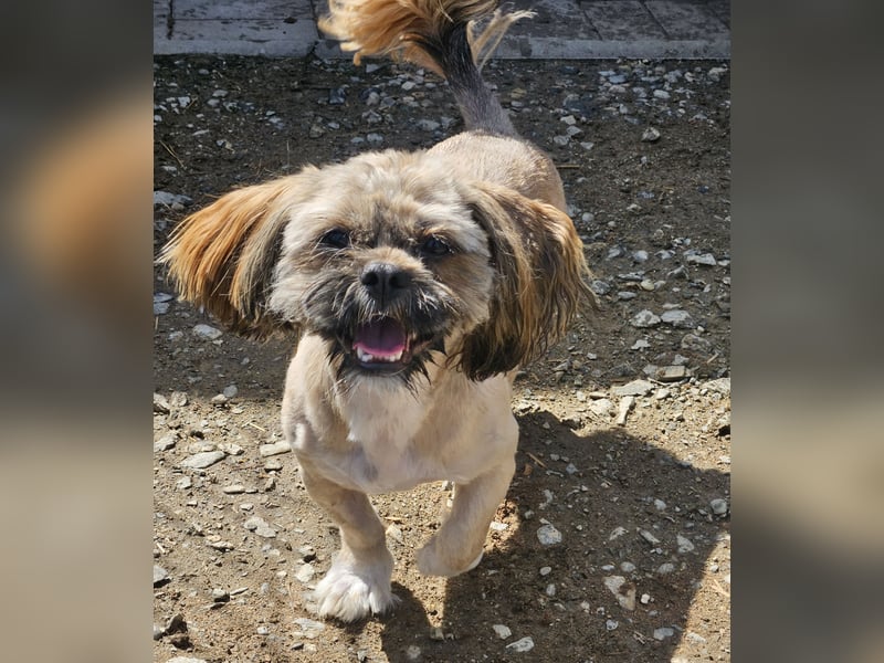Timmy kleiner Shih-Tzu-Mischling sucht seinen Wirkungskreis